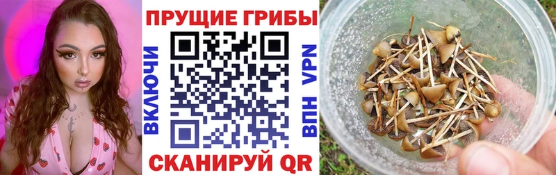 Псилоцибиновые грибы Magic Shrooms  Зеленокумск 